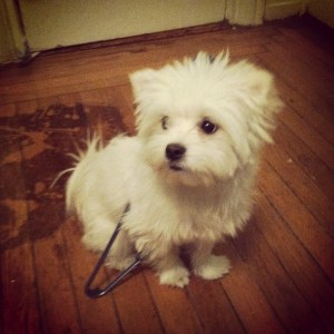 Silly girl, hangers are for clothes, not for wearing!