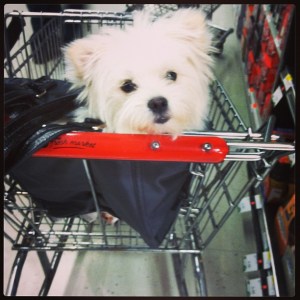 You're so cute the grocery stores here let you come inside!