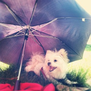 Central Park is my playground. 