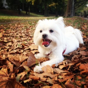 Fall is my favorite!