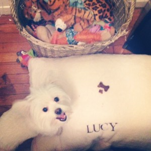 Lucy's first dog bed from Pottery Barn!